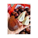 Salak Indonesia