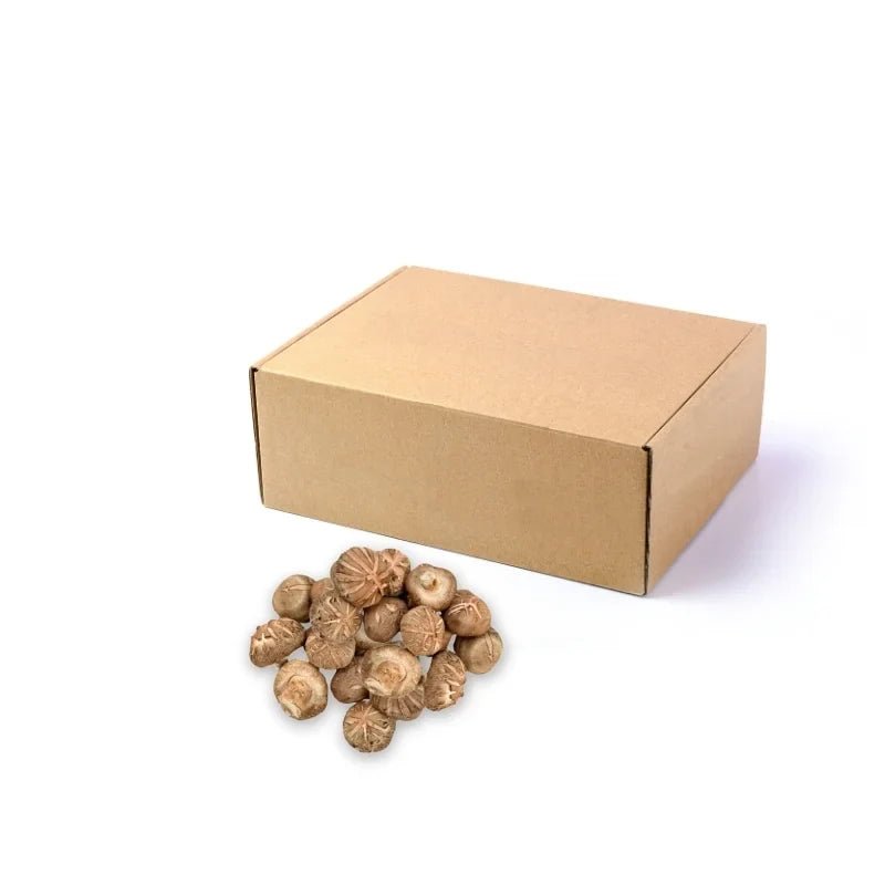 Fresh medium shiitake mushrooms, firm aromatic caps, 5kg bulk pack isolated on white background