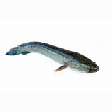 Snakehead Fish Medium Size, 500–700g per Fish Per kg