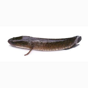 Medium snakehead fish on a white background