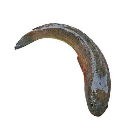 Snakehead Fish Medium Size, 500–700g per Fish Per kg
