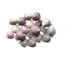 Solo garlic bulbs on a white background