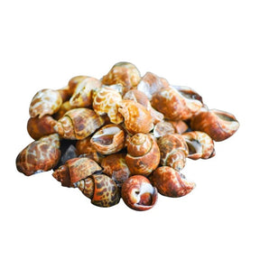 Spotted Babylon shells on a white background