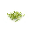 Sunflower Sprouts 150g - Bangkok FreshLink