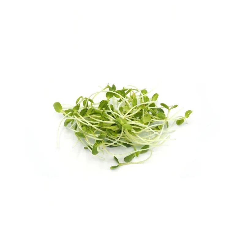 Sunflower Sprouts 150g - Bangkok FreshLink