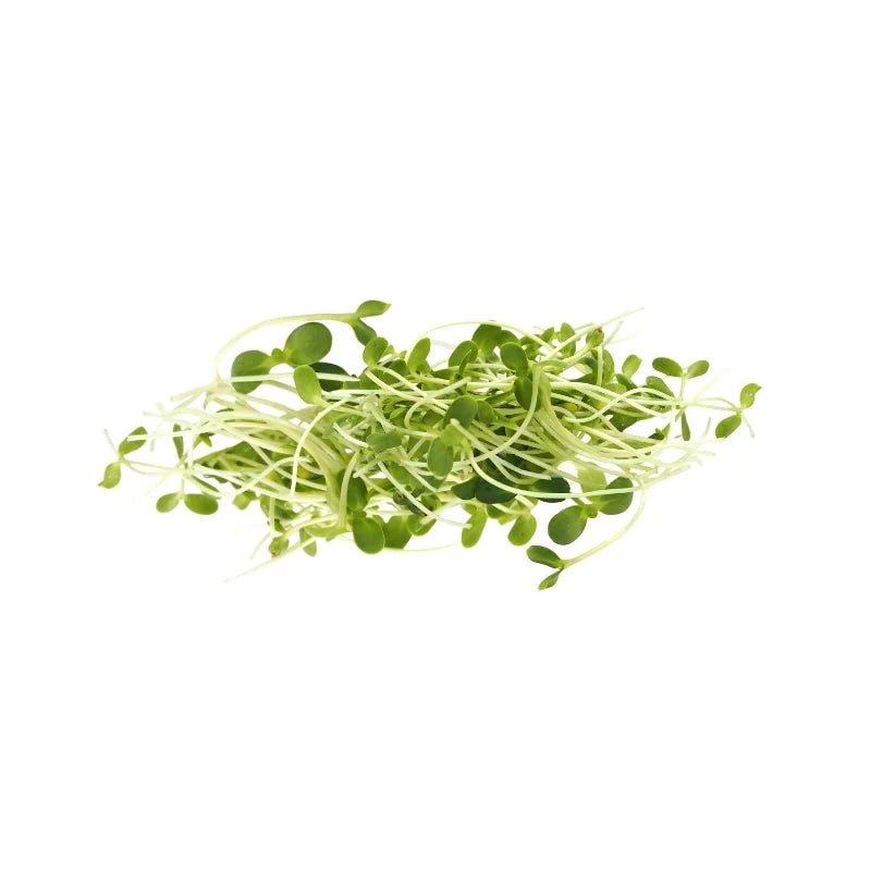Sunflower Sprouts 500g - Bangkok FreshLink