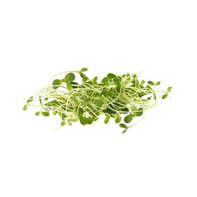 Fresh sunflower sprouts, crunchy young shoots, 500g pack isolated on white background