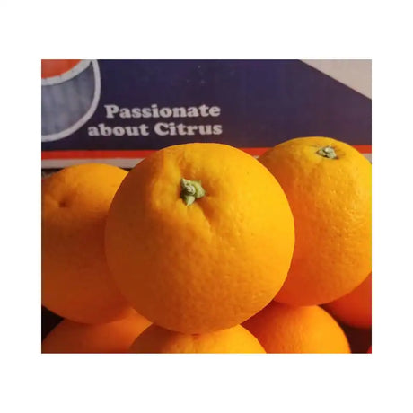 Sunkist Orange Karino Brand Size 72