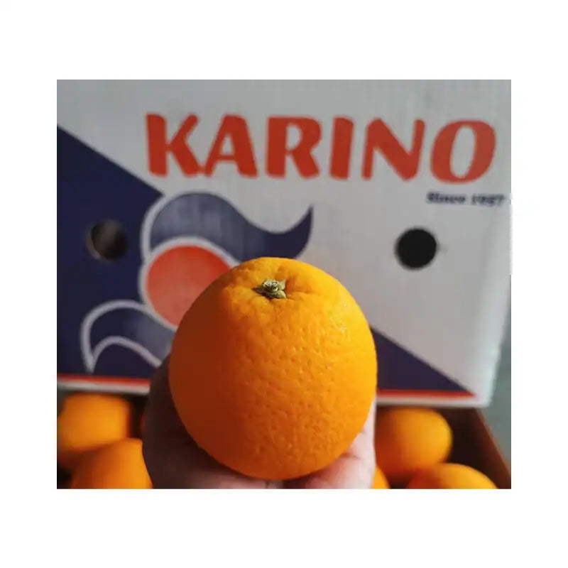 ส้มซันคิส ตรา Karino เบอร์ 72