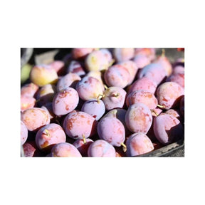 Fresh sweet prunes, ripe stone fruit packed per box isolated on white background