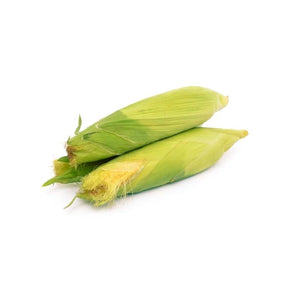 Fresh sweet corn with husk, whole corn ears, 3 ears isolated on white background