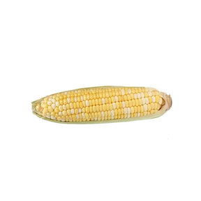 Fresh half-peeled sweet corn, partially husked corn ear, 1 ear isolated on white background