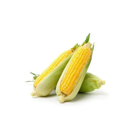 Fresh half-peeled sweet corn, partially husked corn, 3 ears isolated on white background