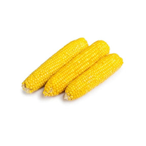 Fresh peeled sweet corn, fully husked corn, 3 ears isolated on white background