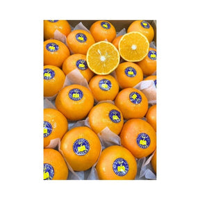 Fresh Taiwan oranges sold per kg isolated on white background