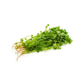 Fresh Thai coriander, whole herb bunches, 500g pack isolated on white background