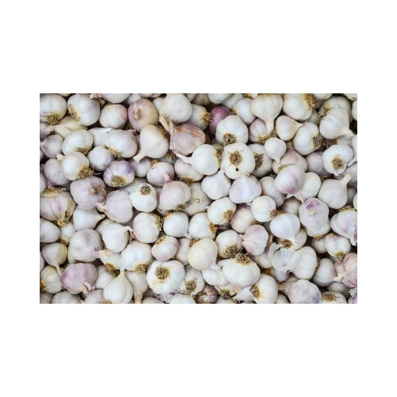 Thai Garlic (Whole Bulbs, Medium) 10kg - Bangkok FreshLink
