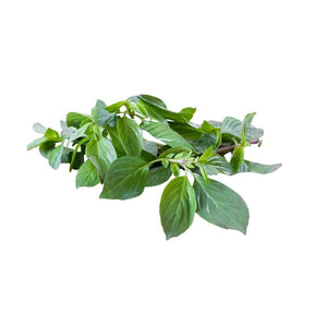 Fresh Thai sweet basil leaves on a white background
