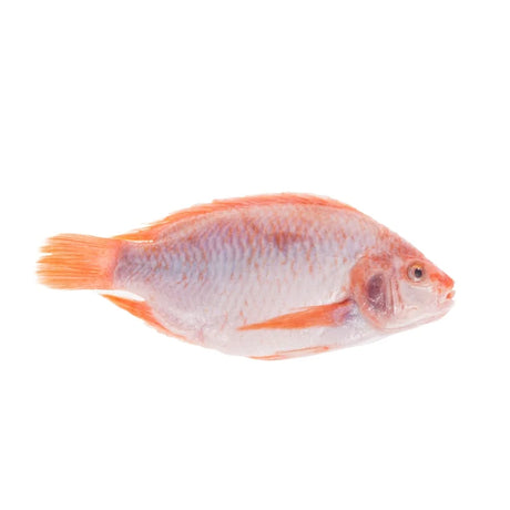 Tilapia 0.9–1.2kg per Fish Per kg