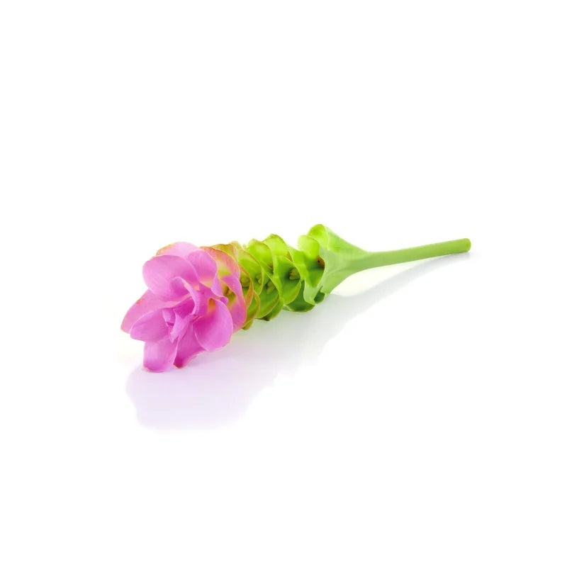 Siam Tulips Per kg