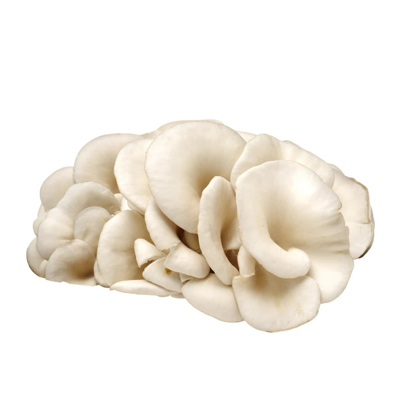 White Oyster Mushroom Per kg