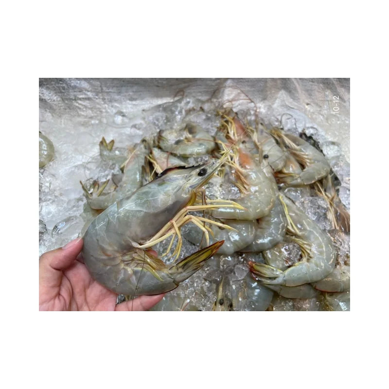 White Shrimp Size 10–12 Pieces/kg Per kg