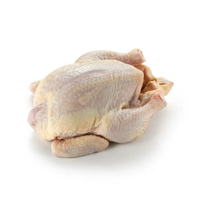 Whole wild chicken on a white background