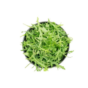 Fresh wild rocket leaves, peppery arugula greens sold per kg isolated on white background