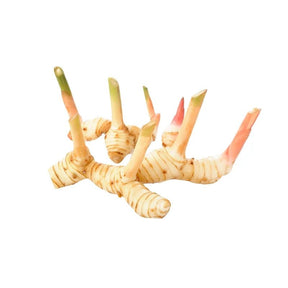 Young galangal root, fresh aromatic rhizome, 250g pack isolated on white background