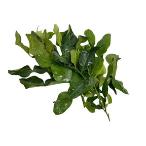 Fresh kaffir lime leaves on a white background