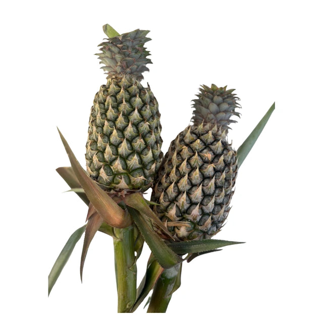 Phuket variety pineapple on a white background