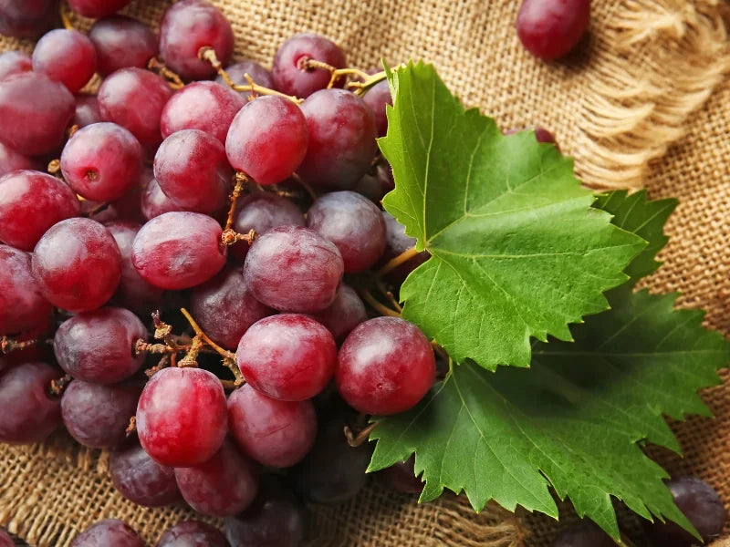 Red grapes with green leaves on a burlap background